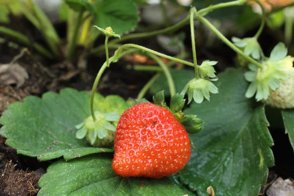 Verse aardbeien — Stockfoto