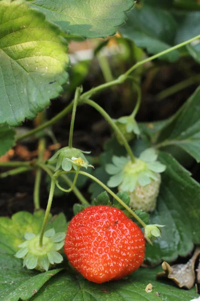 Frische Erdbeeren — Stockfoto