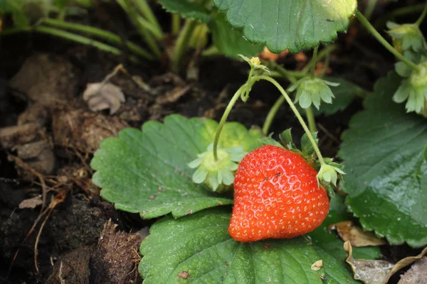 Verse aardbeien — Stockfoto