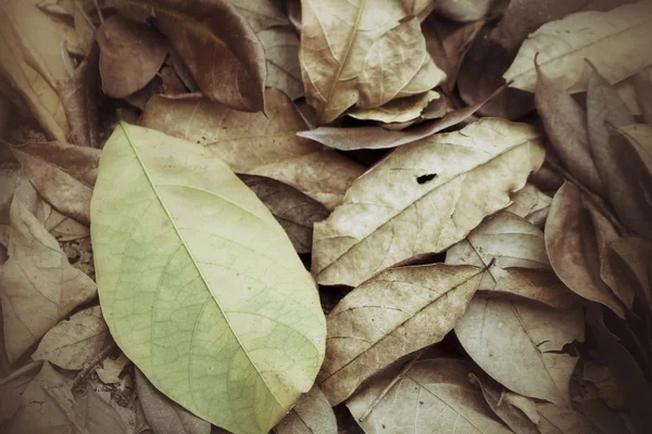 Feuilles séchées — Photo