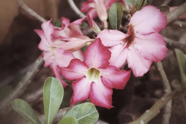 Vintage impala lily flowers — Stock Photo, Image