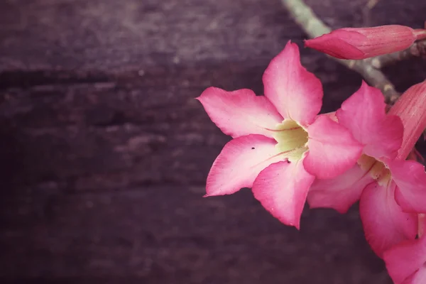 ユリの花をビンテージ インパラ — ストック写真