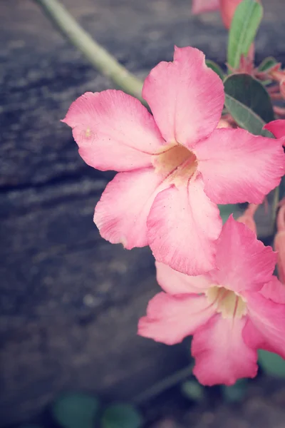 빈티지 임 팔 라 릴리 꽃 — 스톡 사진