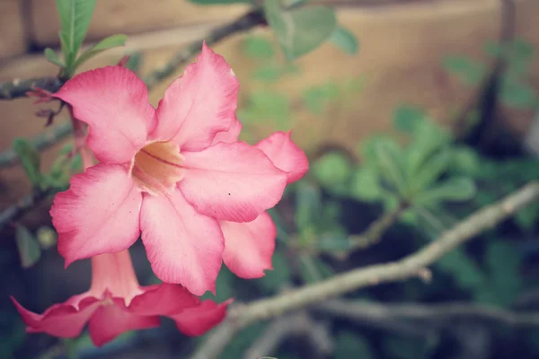 Flores de lírio impala vintage — Fotografia de Stock