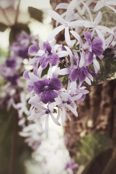 Пурпурні квіти — стокове фото