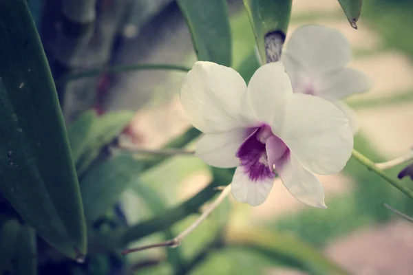 Vintage orchid bloemen — Stockfoto