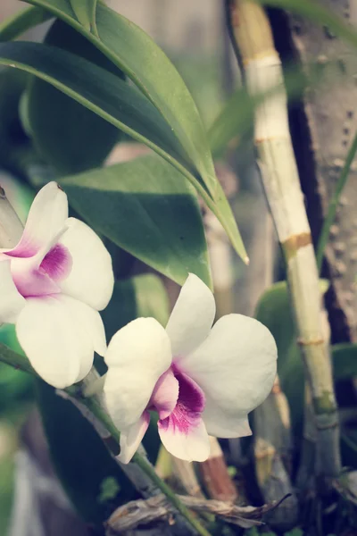 Vintage orchid bloemen — Stockfoto