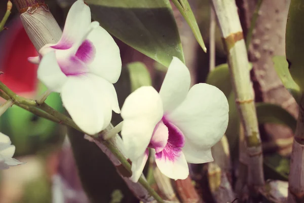 Vintage orchid flowers — Stock Photo, Image