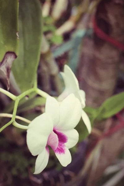 Vintage orkidé blommor — Stockfoto