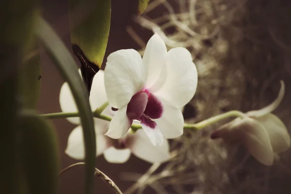 Fiori di orchidea vintage — Foto Stock