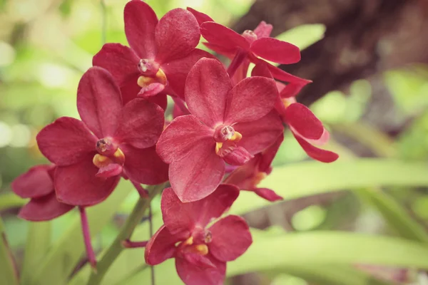 Flores de orquídea vintage — Foto de Stock