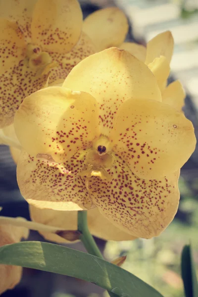 Vintage orkidé blommor — Stockfoto