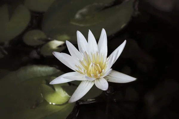 ビンテージの蓮の花 — ストック写真