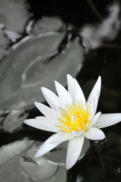 Vintage lotus çiçeği — Stok fotoğraf