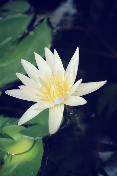 Винтажные цветы лотоса — стоковое фото