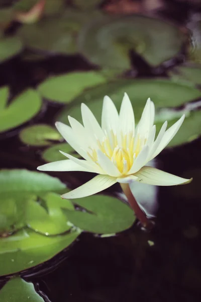 Vintage lotus flower — Stock Photo, Image