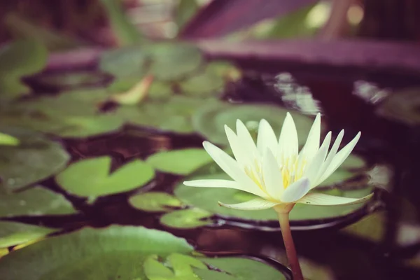 Vintage fiore di loto — Foto Stock