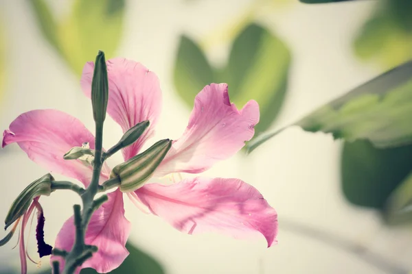 ヴィンテージの蘭の花 — ストック写真