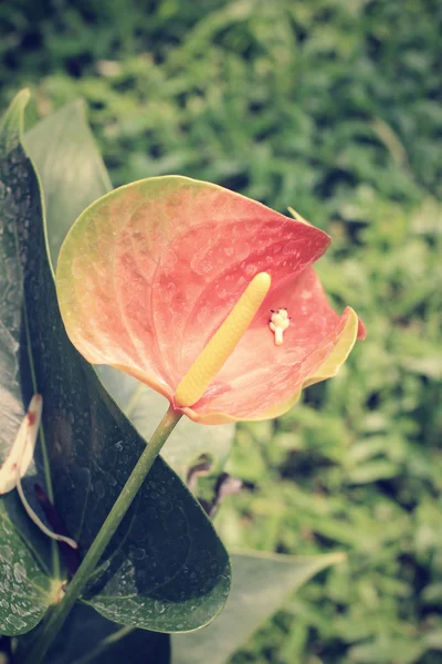 Flamingo flowers — Stock Photo, Image