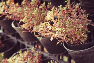 Kırmızı eğreltiotu yaprakları