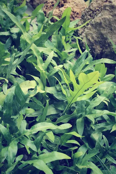 Feuilles de fougère — Photo