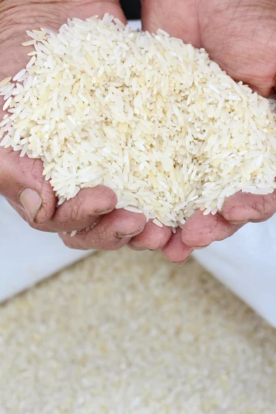 Сырое рисовое зерно руками — стоковое фото