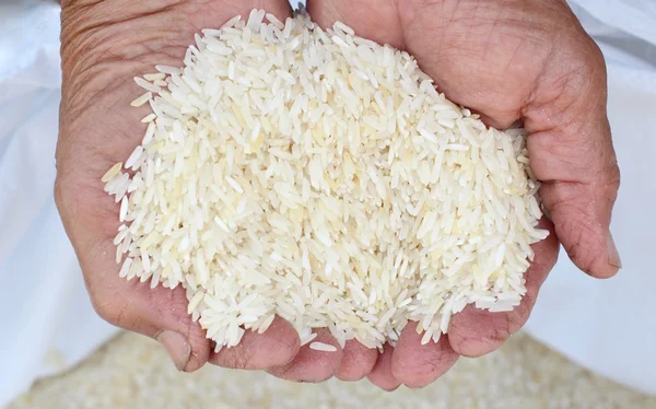 Raw rice grain with hands