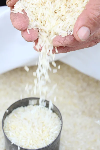 Raw rice grain with hands