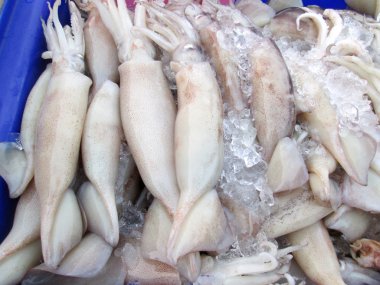 Fresh squid