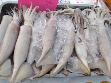 Fresh squid
