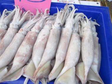 Fresh squid