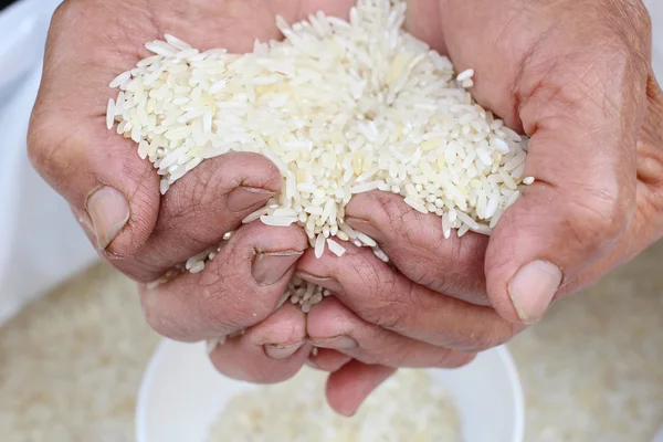 Raw rice grain with hands — Stock Photo, Image