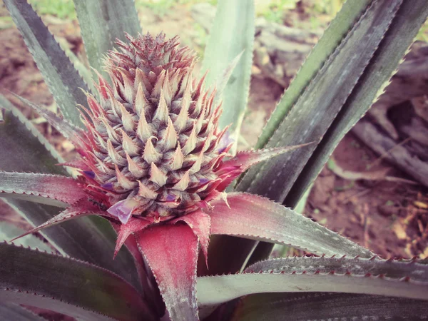 Ananas-Baum — Stockfoto