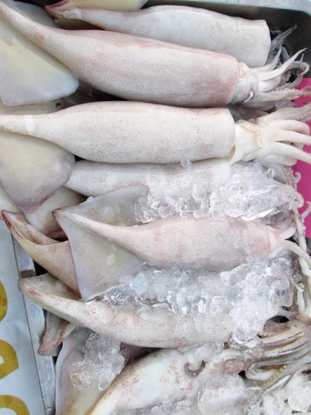 Fresh squid — Stok fotoğraf