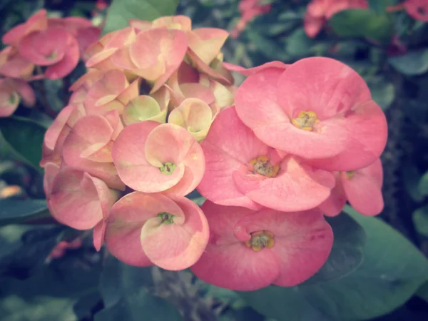 Vintage euphorbia milii flowers — Stock Photo, Image