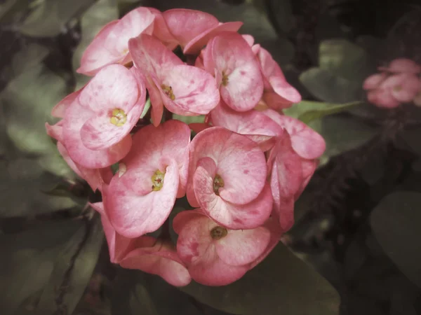 Vintage euphorbia milii flowers — Stock Photo, Image