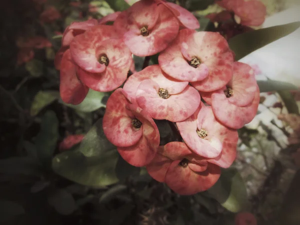 Vintage euphorbia milii fiori — Foto Stock