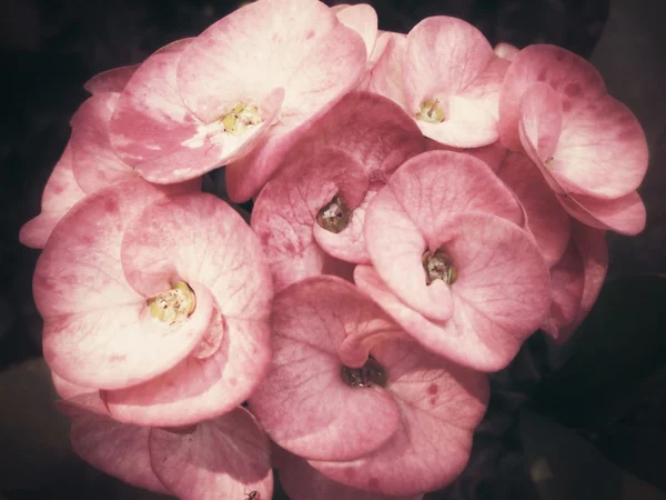 Vintage euphorbia milii květiny — Stock fotografie