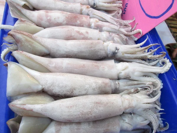 Frischer Tintenfisch — Stockfoto