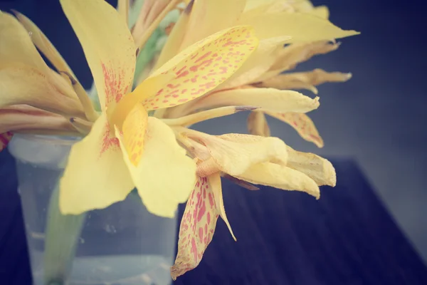 Canna Lily - flor amarela — Fotografia de Stock