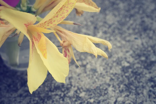 Canna Lily - flor amarela — Fotografia de Stock