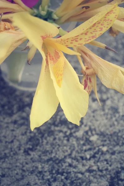 Canna Lily - желтый цветок — стоковое фото