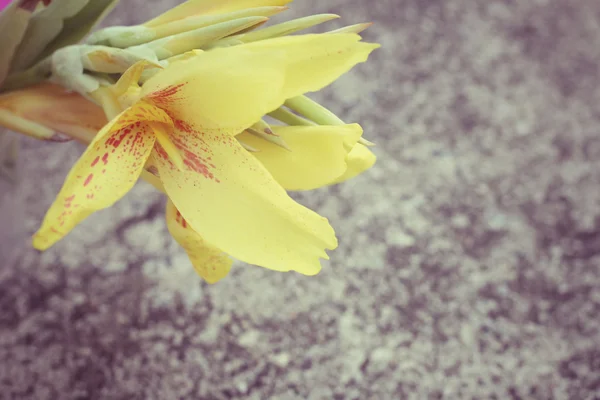 カンナのユリ - 黄色の花 — ストック写真