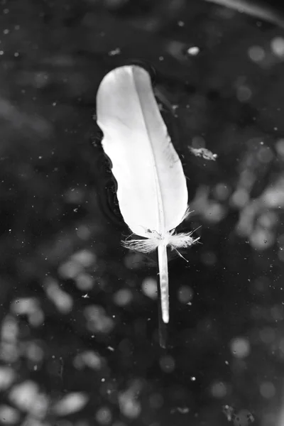 Vintage feather — Stock Photo, Image