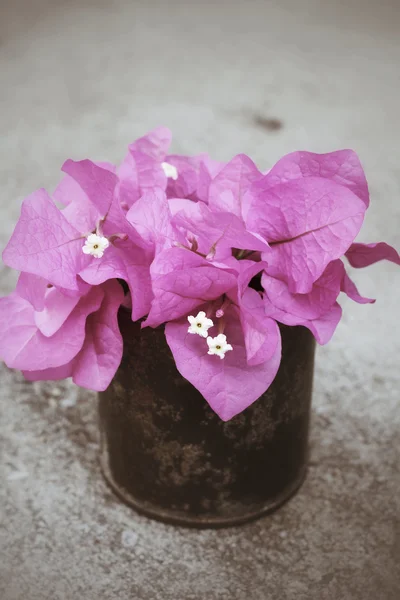 Pink bougainvillea flowers — Stock Photo, Image