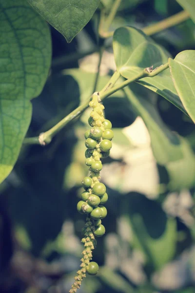 Peper verde fresco en el árbol — Foto de Stock