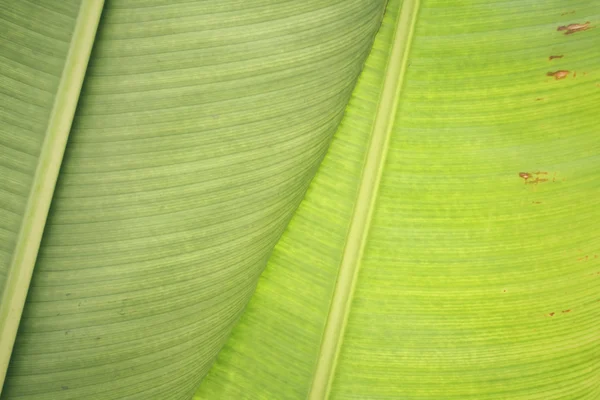 Bananblad — Stockfoto