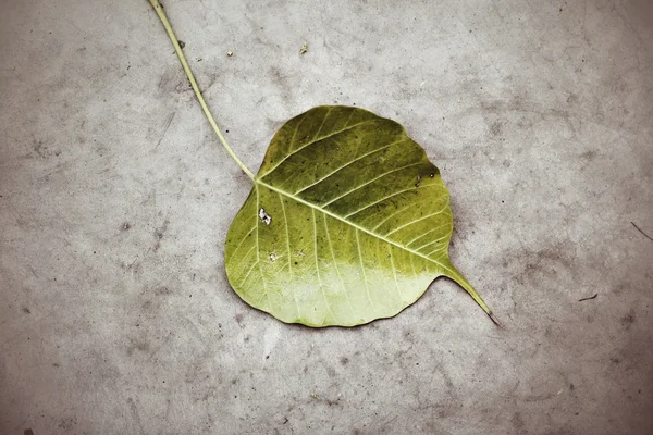 Сухие листья — стоковое фото