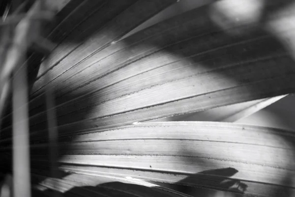 Листья пальм с тенью — стоковое фото