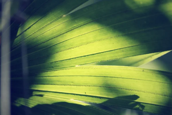 Palmeras hojas con sombra —  Fotos de Stock